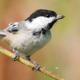 Image for article titled Audubon Society Revokes Black-Capped Chickadee’s Membership After Species Fails To Pay Dues